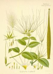 Strophanthus: Unveiling the Root Causes of Heart Disease